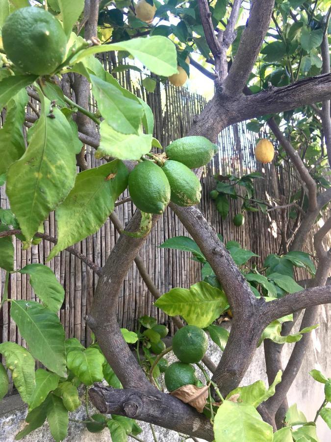 Dans Une Maison, Appartement Independant Et Jardin Perpignan Eksteriør billede